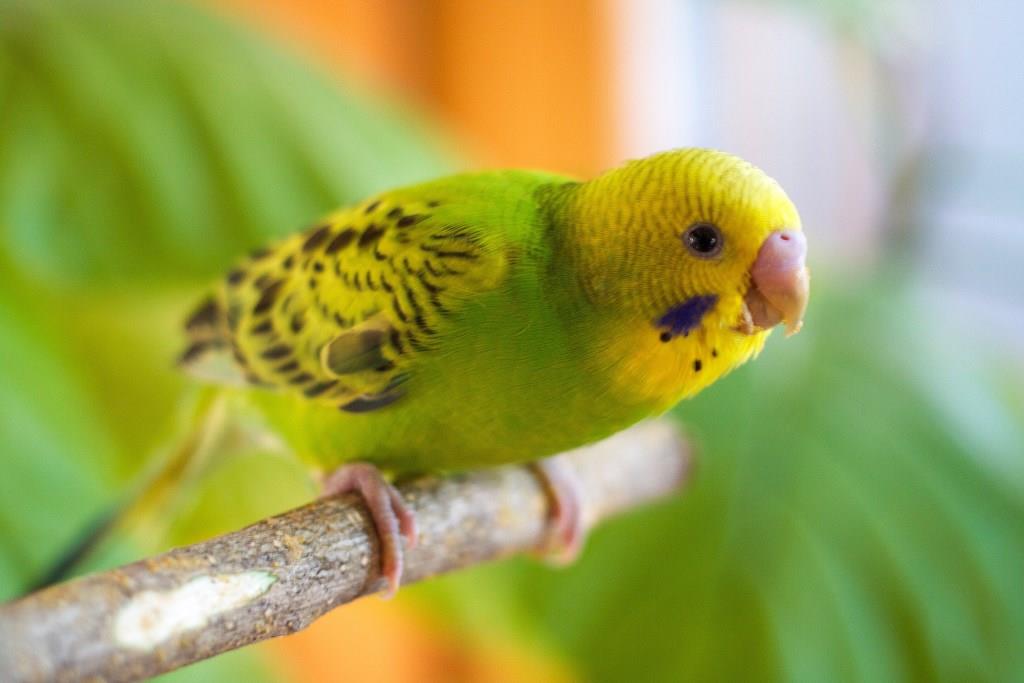 飼育のための費用や手間がかからない「セキセインコ」。でもインコのための品は取り扱いが少ない